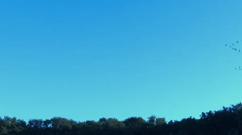 Birds flying over Stock Footage 68177692