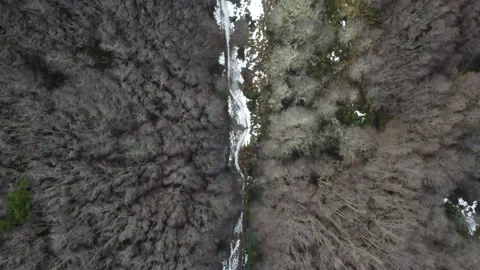 Birds flying over the forest Video stock 220462989