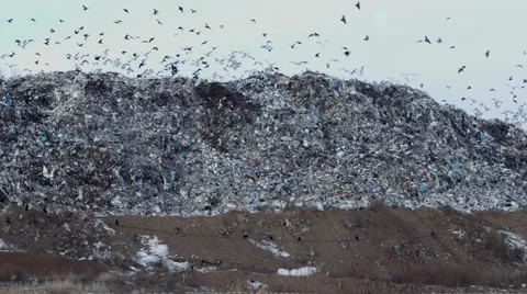 Birds flying over a garbage dump Video stock 60473043