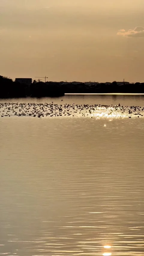 Birds Flying Over Lacul Morii During Sunset with Orange Water Reflections Stock Footage 346380101