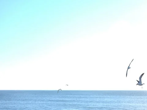 Birds Flying Over Ocean Stock Footage 72766153