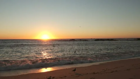 Birds flying over ocean at sunset on beach. Stock Footage 161246201