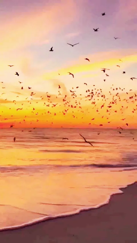 Birds flying over ocean at sunset scenic beach landscape captivating coasta.. Video stock 320443583