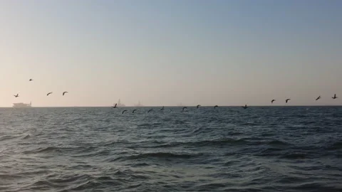 Birds flying over ocean, through sunset (4K) Stock Footage 200690967