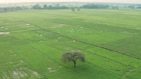 Birds Flying over paddy fields- Aerial Drone View Karnataka India Vidéo 170695863