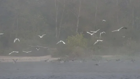 Birds flying over the river Stock Footage 80808217