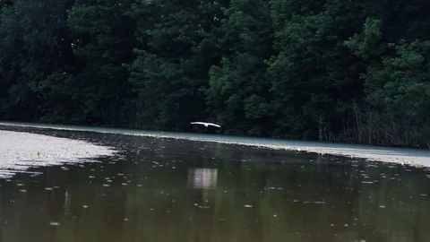 Birds Flying Over The River Stock Footage 90258650