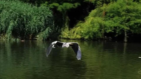 Birds Flying Over River Stock Footage 323143027