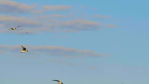 Birds Flying Over Ros River, Ukraine with Blue Sky and Clouds Stock Footage 326375312
