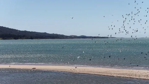 Birds Flying over Sandy Spit and Turquoise Bay in New Zealand South Island Stock Footage 336651354