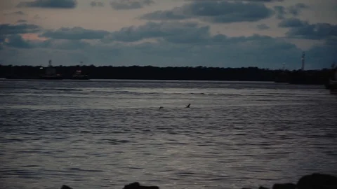 Birds flying over the sea during dusk Stock Footage 101062412