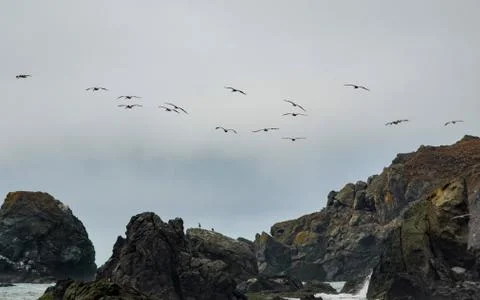Birds Flying Over the Sea Stock Photos