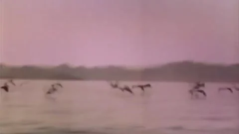 Birds flying over the sea surface Video stock 290357596