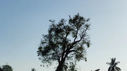 Birds Flying Over Tall Tree Silhouette at Hilltop in Melukote, Karnataka, India Stock Footage 334164098