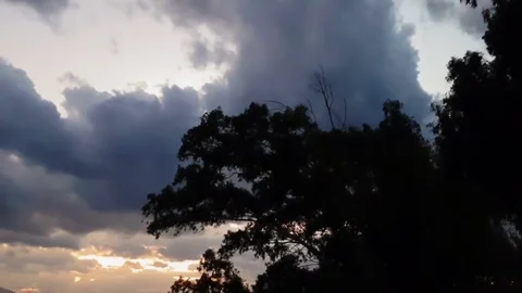 Birds flying over a tree against a dramatic sky. A scary scenery. Stock Footage 81122021