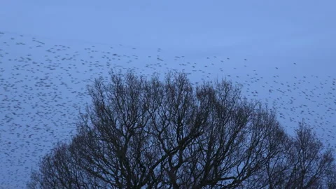 Birds flying over tree in evening light Stock Footage 169748334