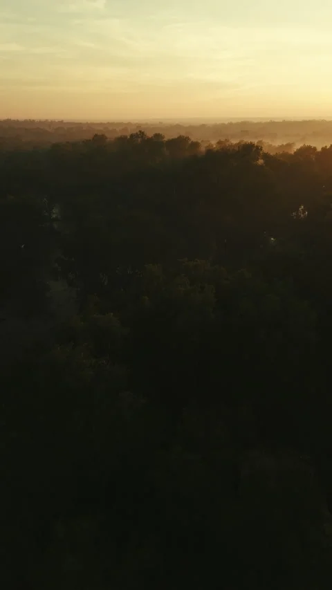 Birds Flying Over Trees During Sunset in Northern Territory, Australia Stock Footage 287987194