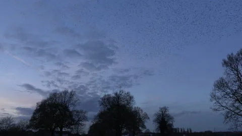 Birds flying over trees in the evening England murmuration Stock Footage 169747887
