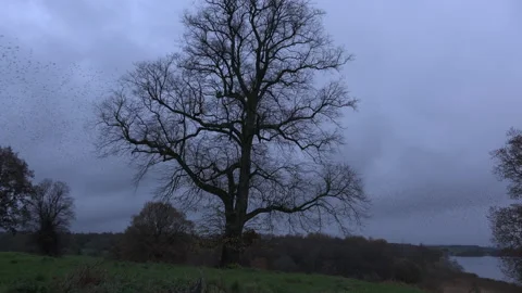Birds flying over trees in the evening light England awesome nature UK 4K Stock Footage 170093981