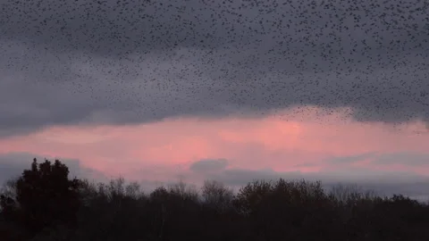 Birds flying over trees in the evening light England awesome nature UK 4K Stock Footage 170128887