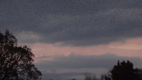 Birds flying over trees in the evening light England awesome nature UK 4K Stock Footage 170132031