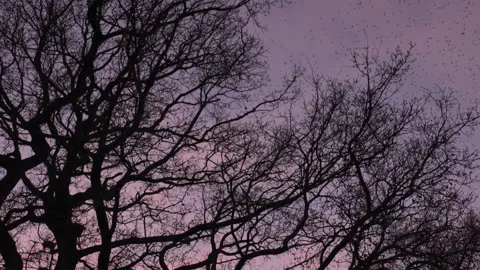 Birds flying over trees in the evening light England awesome nature UK 4K Stock Footage 173481474