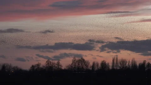 Birds flying over trees in the evening light England awesome nature UK 4K Stock Footage 204882042