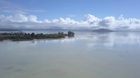 Birds flying over the water at Rotorua, New Zealand. Stock Footage