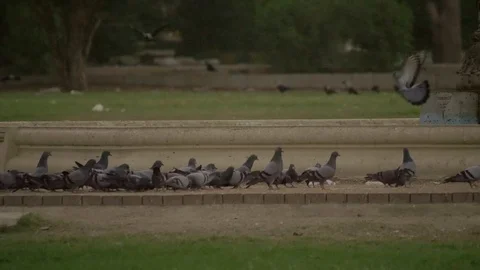 Birds Flying In A Park Video stock 111702732