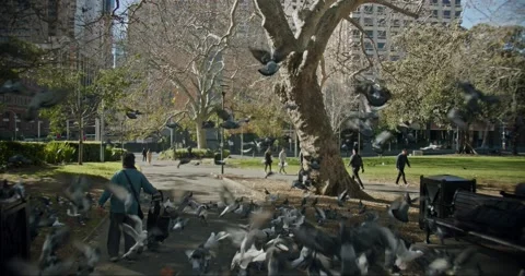 Birds flying in the park 動画素材 197709618