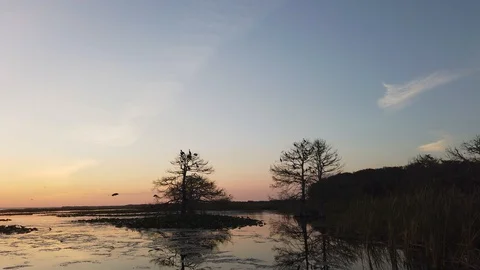 Birds Flying Past Trees In Florida Swampland Everglades At Sunset Beautiful Stock Footage