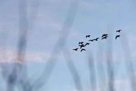 Birds flying 写真素材