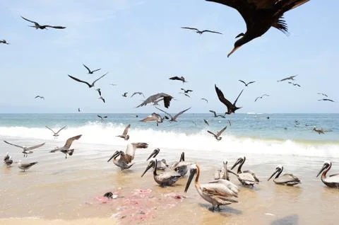 Birds Flying Stock Photos