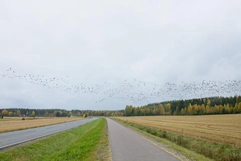 Birds flying. Stock Photos