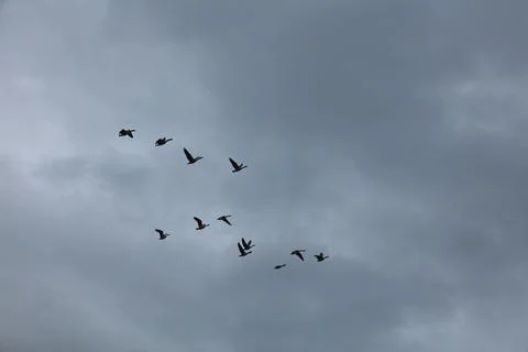 Birds flying. Stock Photos