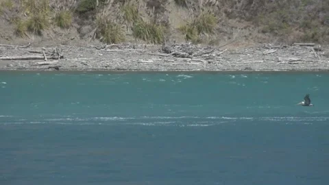 Birds Flying in Procession Over the Water, Jenner Beach, California Stock Footage 346003055