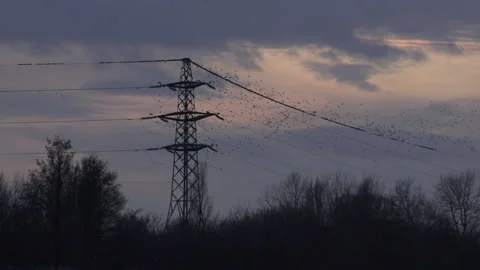 Birds flying from pylon in the evening light England awesome nature UK 4K Stock Footage 204909710