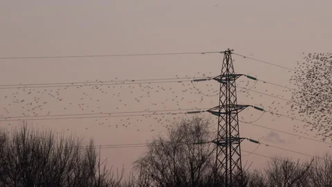 Birds flying from pylon in the evening light England awesome nature UK 4K Stock Footage 209237667