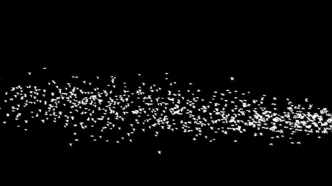 Birds-Flying-Right-To-Left-Side-View Stock Footage Stock Footage 335257409