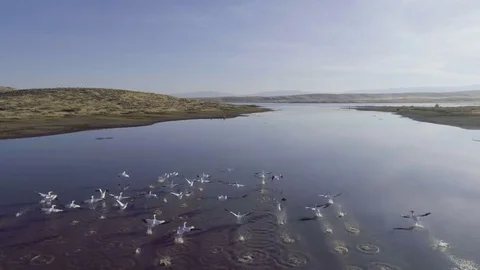 Birds flying right over the lake Stock Footage