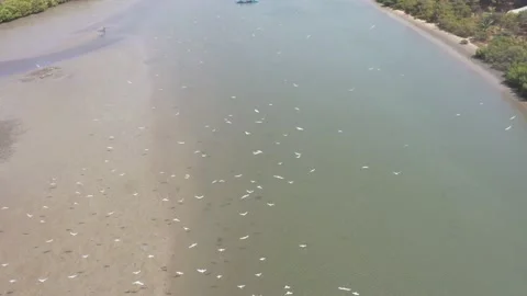 Birds flying on the river Stock Footage 236314206