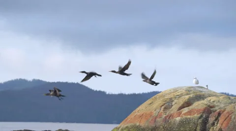 Birds Flying Off Rocks 01 60fps 1080p Stock Footage 55110697