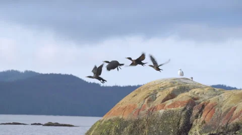 Birds Flying Off Rocks 01 60fps SLOWED to 24fps 1080p Stock Footage 55111376