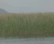 Birds flying round field SD Footage