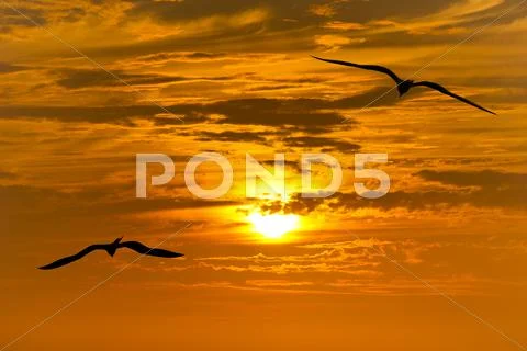 Birds Flying Silhouette Stock Photos