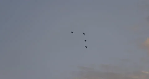 Birds flying in the sky 4k 動画素材 145869489