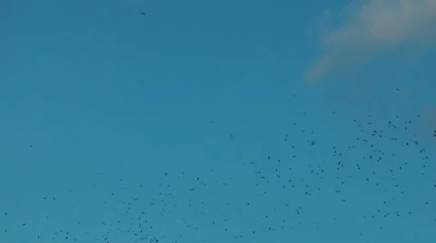 Birds Flying in the Sky Video stock 11356642