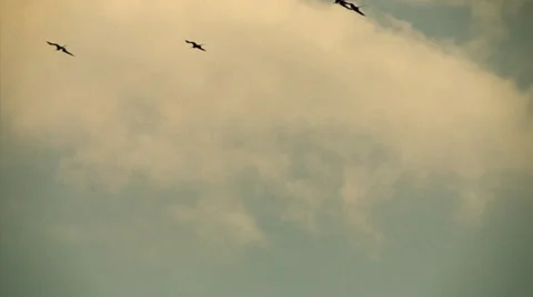 Birds Flying in Sky Stock Footage 23677272