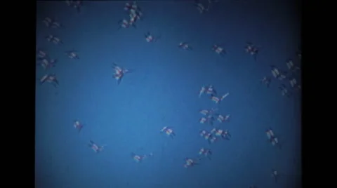 Birds flying in sky Stock Footage 39858662