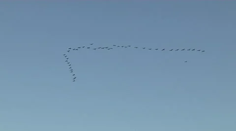 Birds Flying In Sky Stock Footage